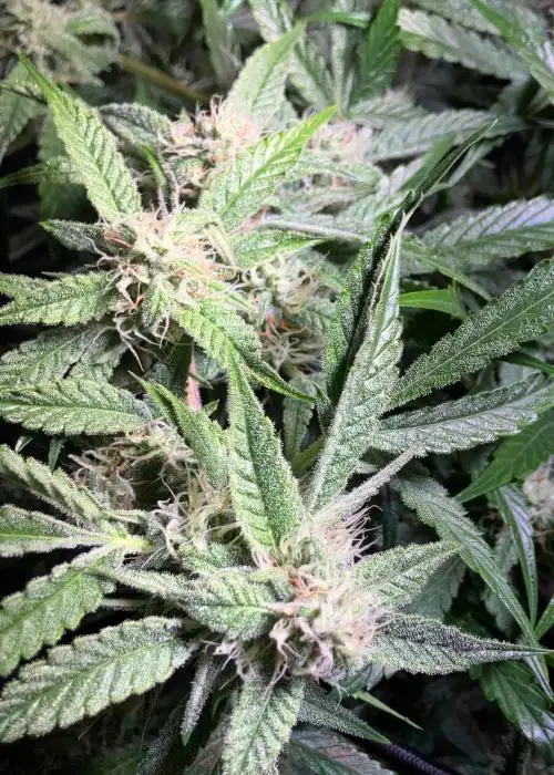 Government Oasis Strain