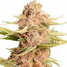 Kitchen Sink Strain