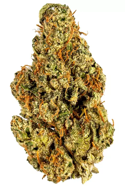 Mai Tai strain