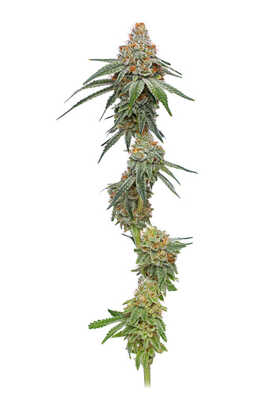 Pineapple Upside Down Cake strain