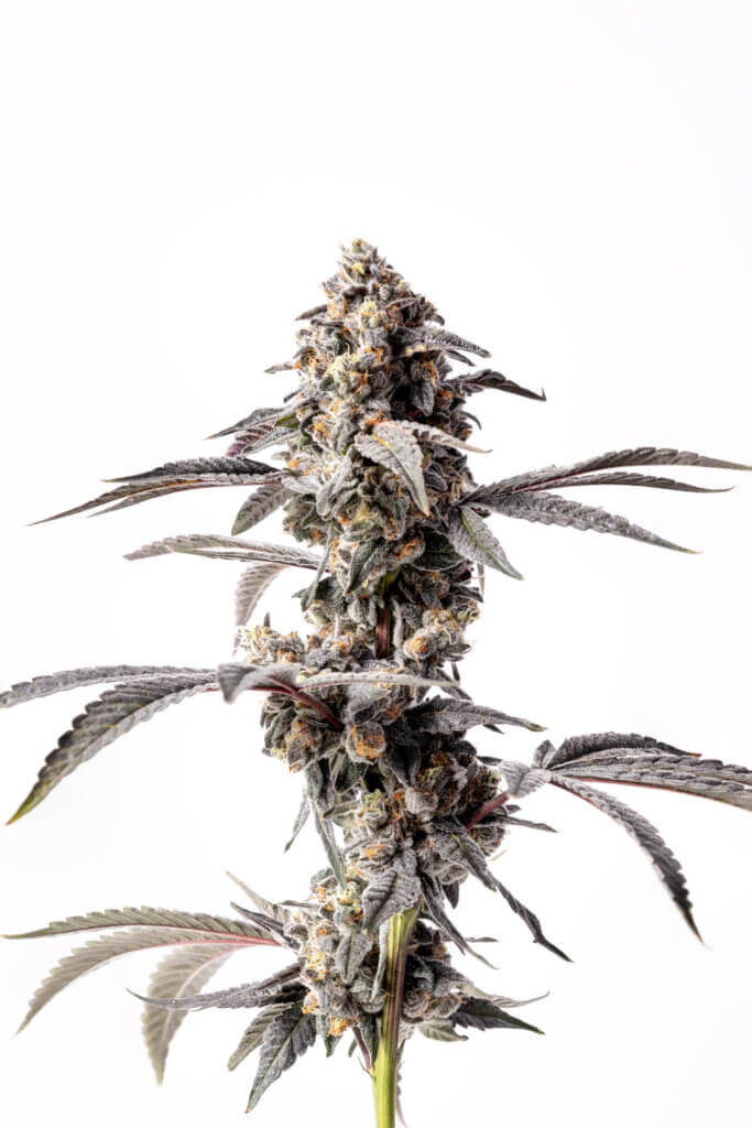 Red Velvet Strain (2)