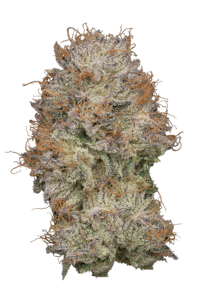 Ridgeline Lantz Strain
