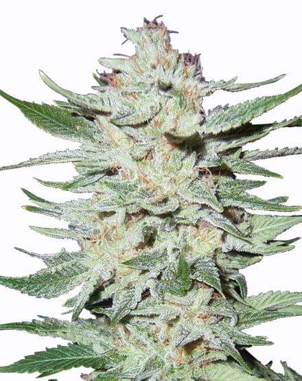 White Rhino Strain