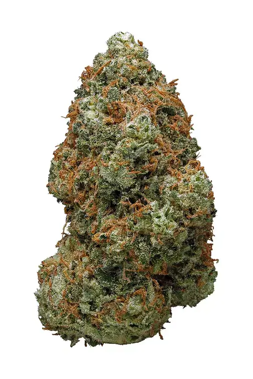 Yogi-Yogi OG