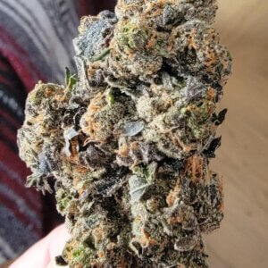 berry gelato