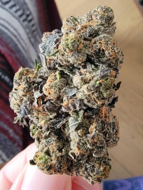 berry gelato