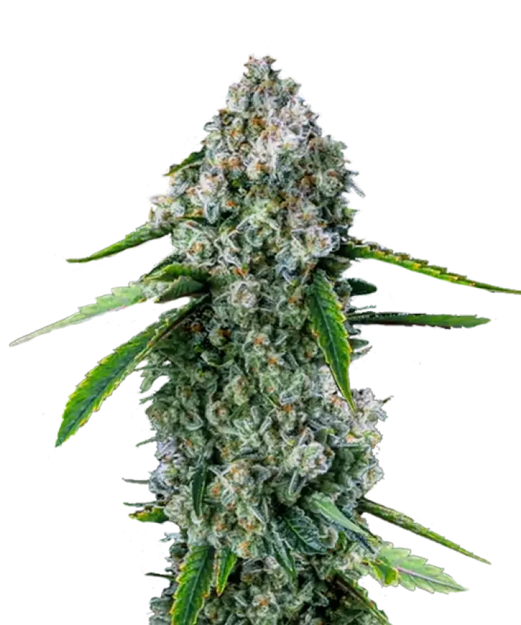 watermelon-z-strain