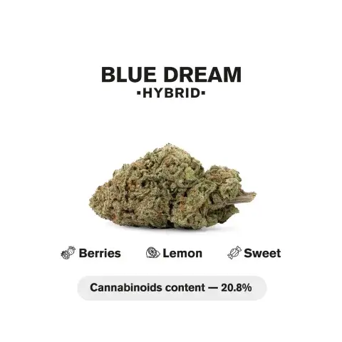 Blue Dream THCa Flower 3.5g – Balanced Blueberry x Haze Hybrid - Cali Exotics Bud Shop - Cali Cannabis Dispensary Blue Dream THCa Flower 3.5g – Balanced Blueberry x Haze Hybrid
