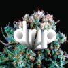 Drip 1g Cart Galactic Gas H product image