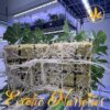 Exotic Nurseries Single Clone Sherb Cream Pie product image