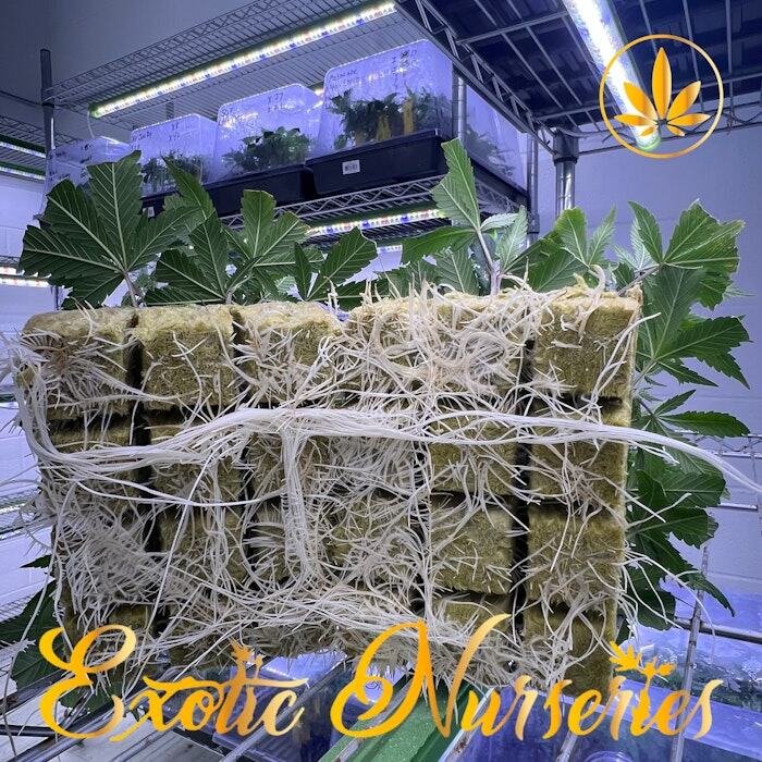 Exotic Nurseries Single Clone Sherb Cream Pie Exotic Nurseries Single Clone Sherb Cream Pie product image