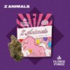 Flower Power 3 5g Prepack Z Animals product image